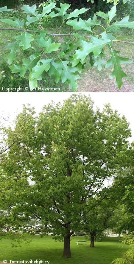 Quercus rubra, punatammi